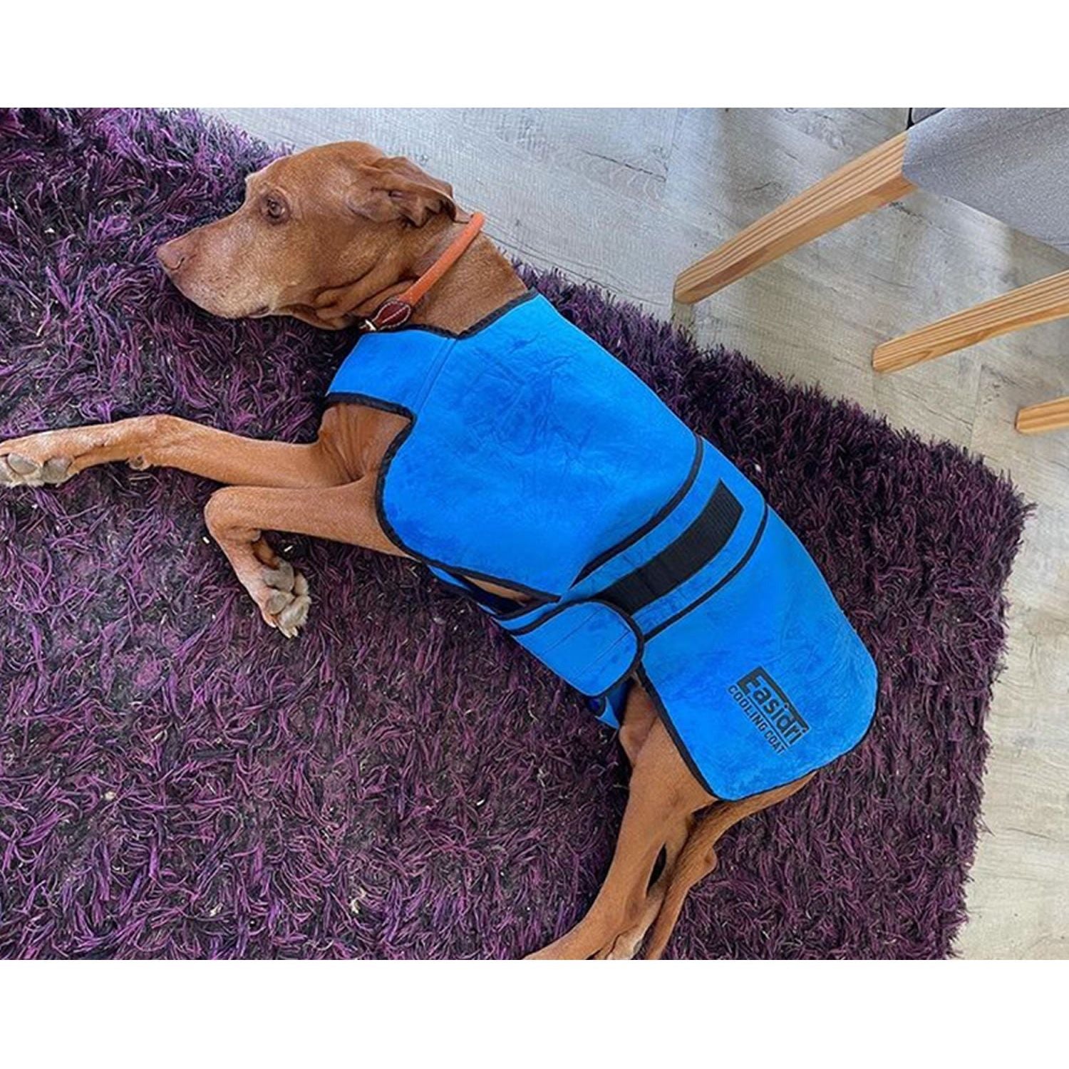 Easidri dog best sale cooling coat