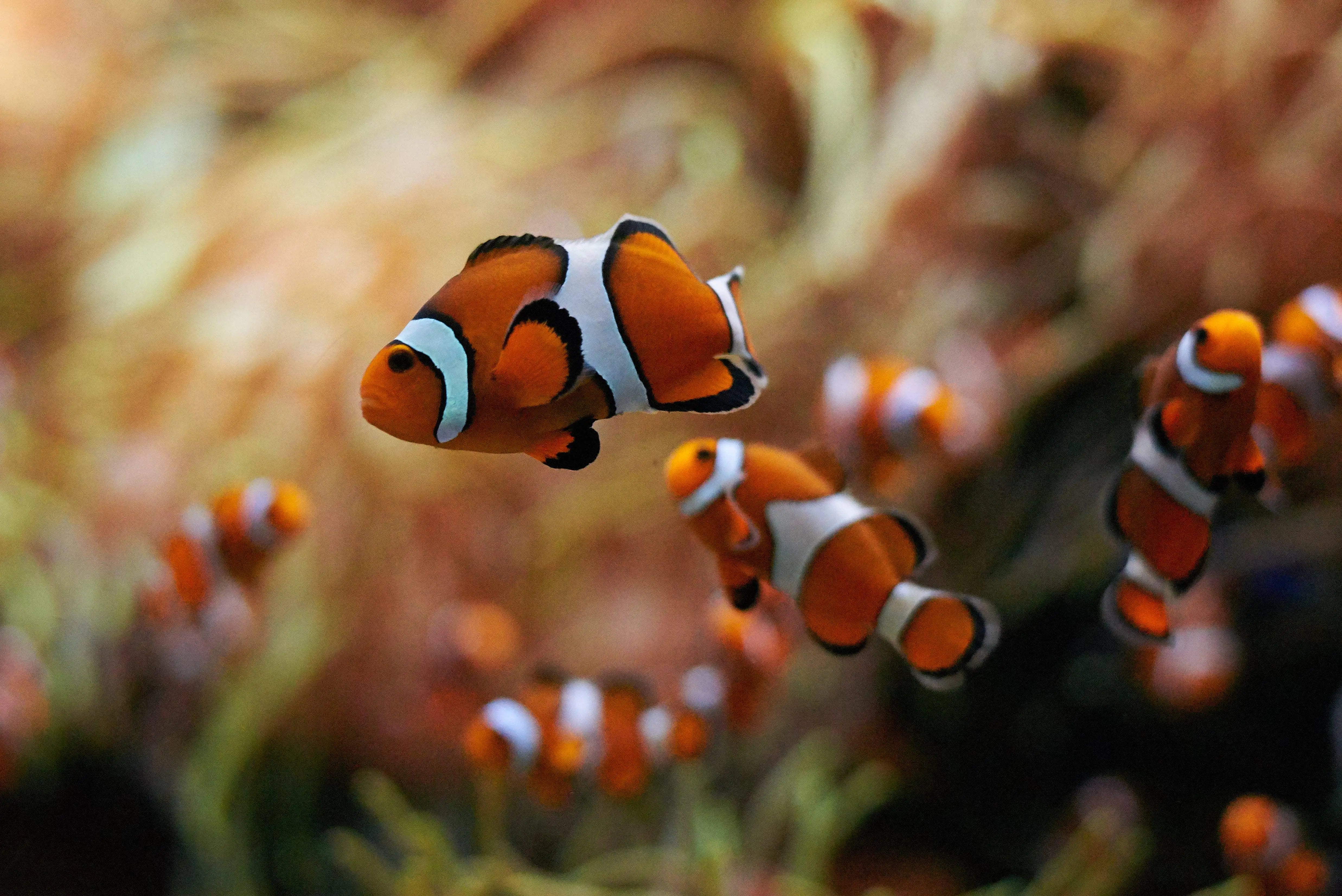 Fish