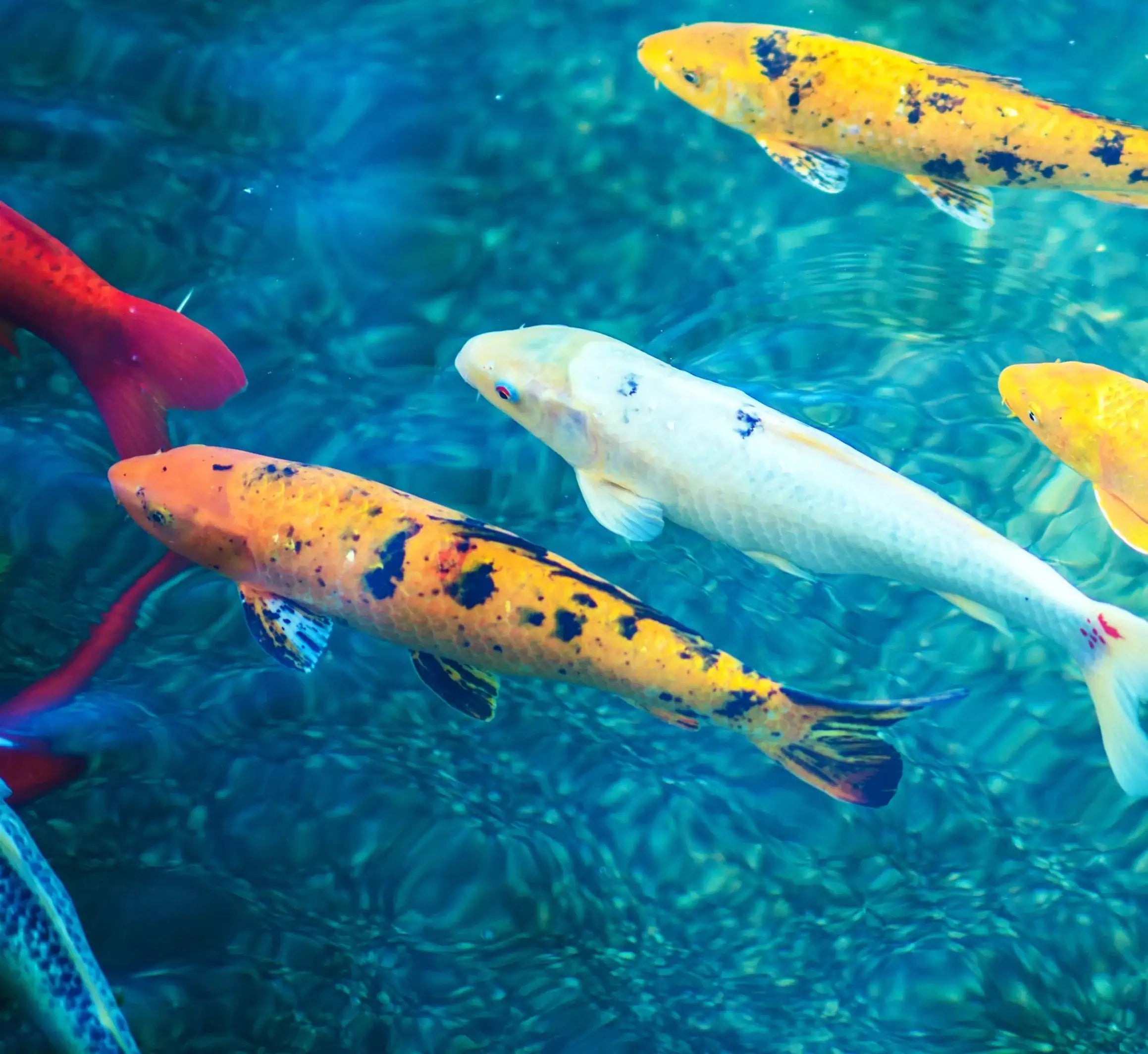Pond Fish
