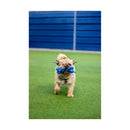 Battersea Rope Bone - Jalex Pet Products 