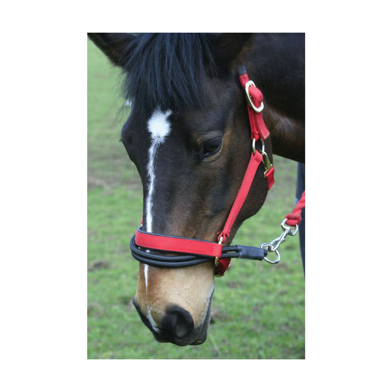 Ezyloader - Jalex Pet Products 