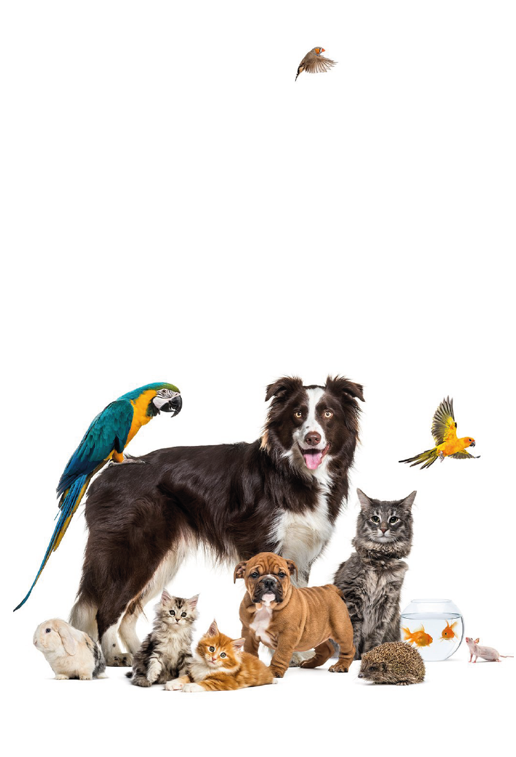 Equine Pet and Bird Store Food treats and healthcare for Pets