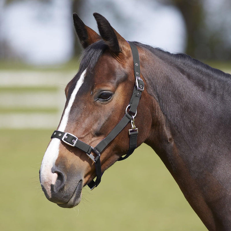 Bitz Everyday Adjustable Headcollar