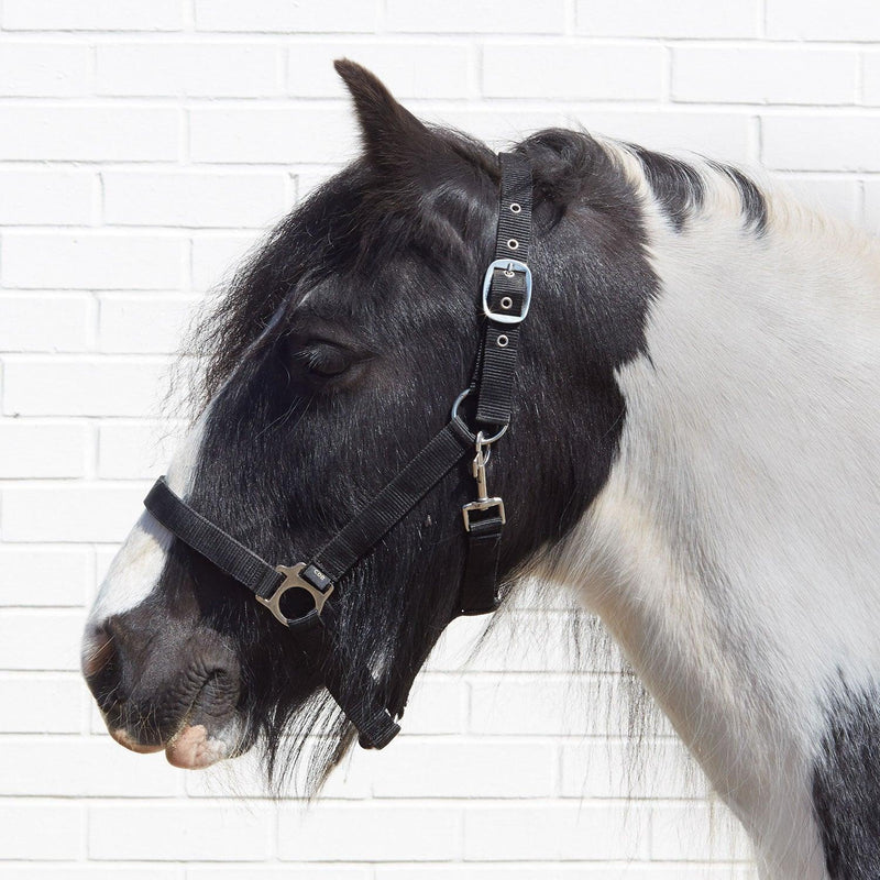 Bitz Economy Headcollar