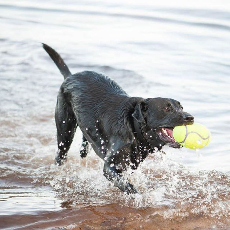 Kong Airdog Dumbbell