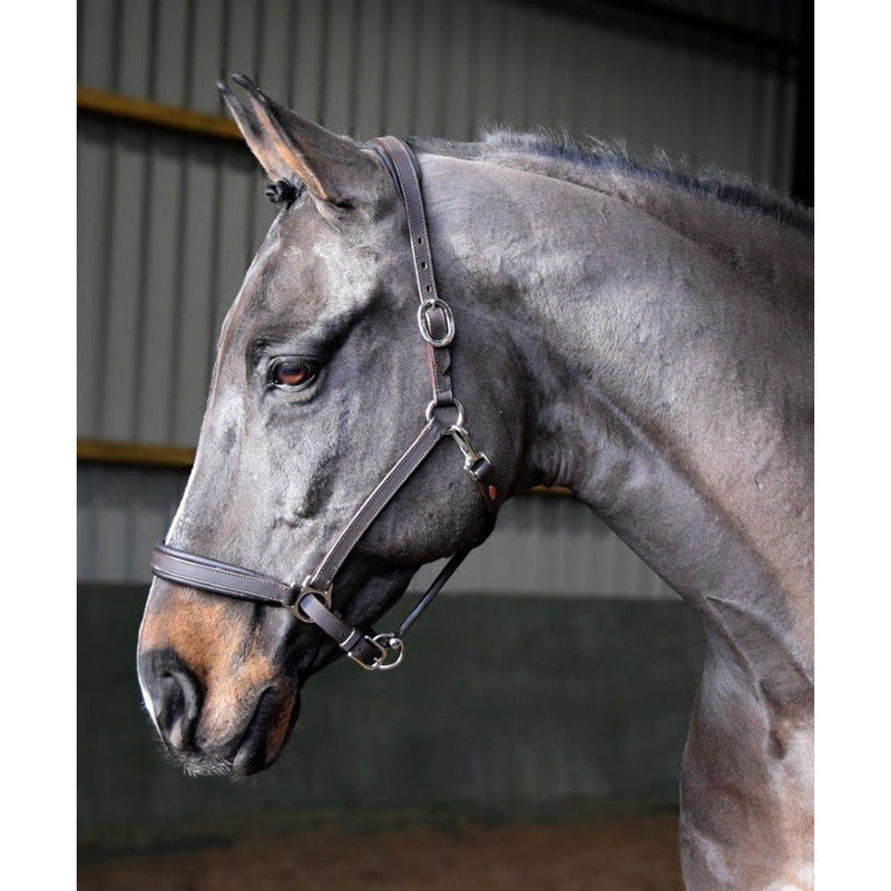 Whitaker Headcollar Leather Ready To Ride Black