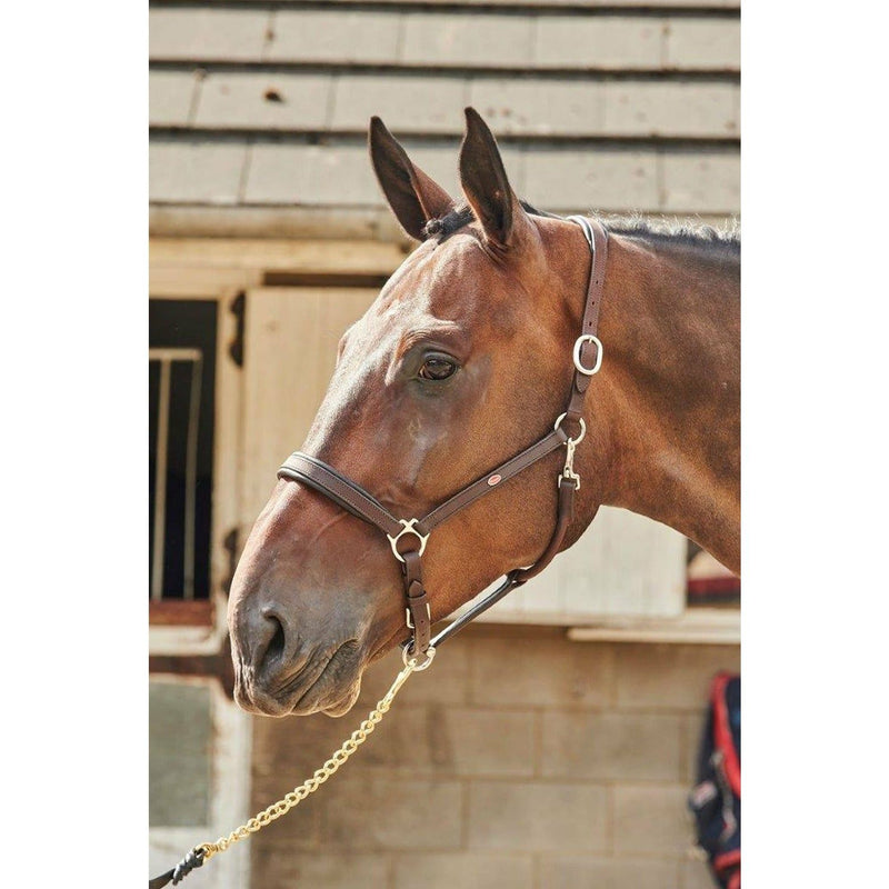 Whitaker Headcollar Leather Ready To Ride Havana