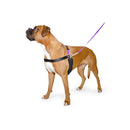 Ancol The Happy At Heels Harness & Lead Large 71-92CM - Jalex Pet Products 