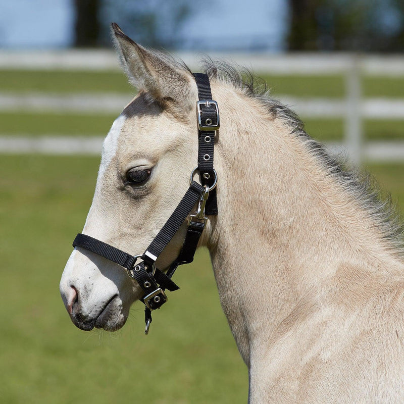 Bitz Fully Adjustable Foal Slip - Black - Jalex Pet Products 