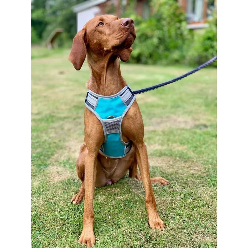 Henry Wag Dog Travel Harness - Jalex Pet Products 