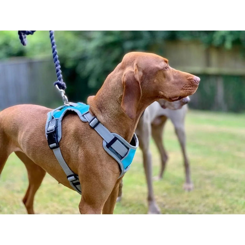 Henry Wag Dog Travel Harness - Jalex Pet Products 