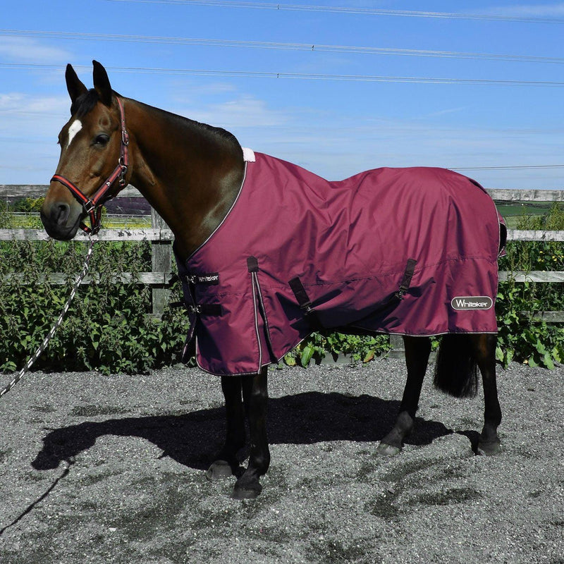 Whitaker Turnout Rug Thistle 100Gm Plum - Jalex Pet Products 